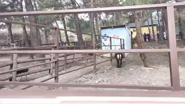 Геленджик мы сафари парк смотреть онлайн