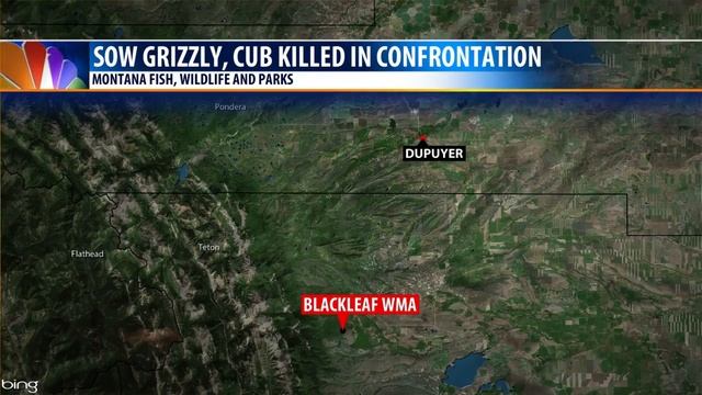 Montana hunter kills adult grizzly bear, wounds cub смотреть онлайн