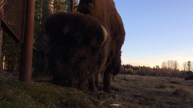 Бизон смотреть онлайн