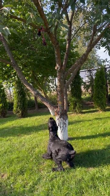 Гигантский прыжок ризеншнауцера #ризеншнауцер #riesenschnauzer #giant #자이언트 #dog смотреть онлайн