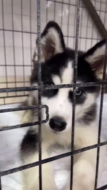 Красивейший хаски 🐾 смотреть онлайн