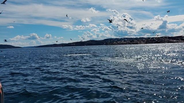Киты Северных морей смотреть онлайн