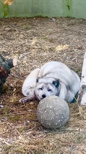 Песец Ваня устал после долгих игр смотреть онлайн