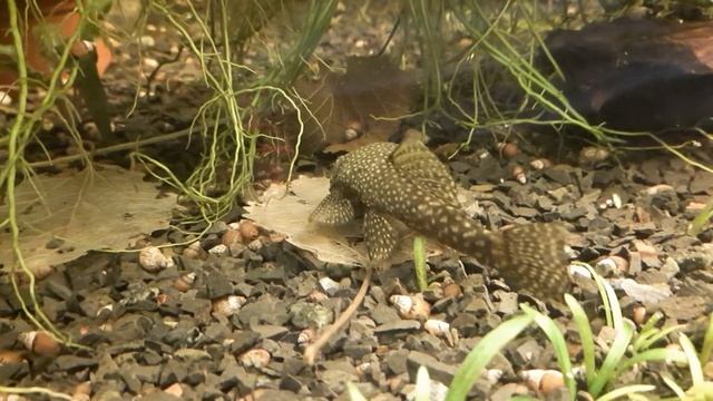 #Ancistrus - «відпадний» сом, або «той, що піймав дзен життя». Цьомчик від скалярій. смотреть онлайн