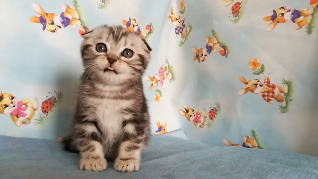 Котик свободен 💥 окрас черный серебристый мраморный смотреть онлайн