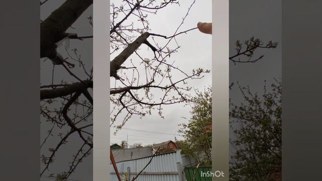 Как добиться большого урожая груш прививкой.