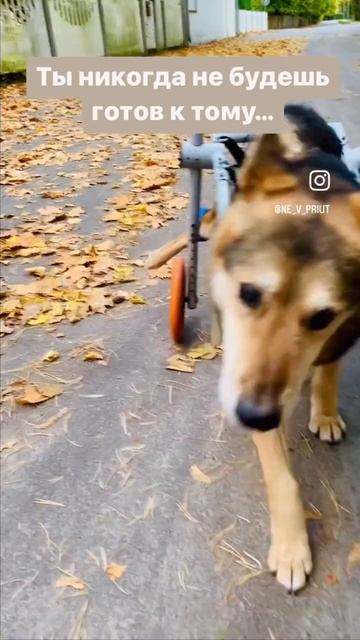 #собака #приют #собаки #помощь #благотворительнаяпомощь #благотворительность #москва #любовь смотреть онлайн