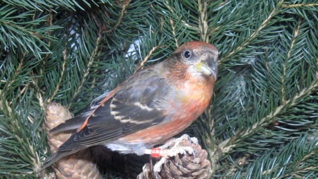 rubrifasciata Jungvogel 19 2012 смотреть онлайн