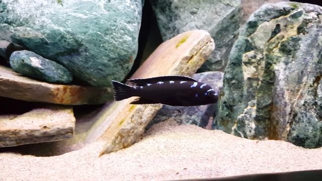Pseudotropheus Neon Spot смотреть онлайн