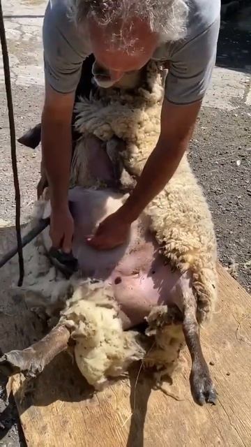 #onthisday today we are sheep shearing a look back four years with Chris #sheepshearing смотреть онлайн
