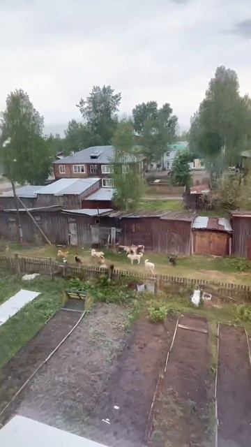 Вот к чему приводит кормежка,очень боюсь, этих собачьих свадеб!Они же не адекватные в этом состояни смотреть онлайн