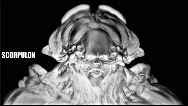 SCORPULON смотреть онлайн