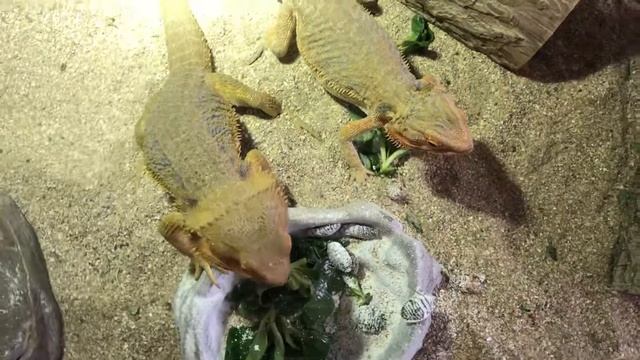 Pogona vitticeps hypo hetzero смотреть онлайн