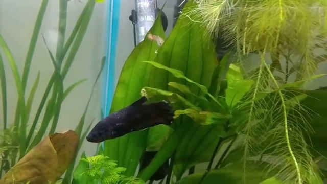 My BETTA was found DRY on the FLOOR and survived -how does it look like- смотреть онлайн