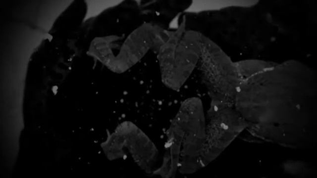 Wood Frog - Film Noir смотреть онлайн