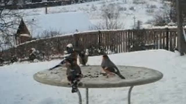 Синицы, снегири, сойка смотреть онлайн