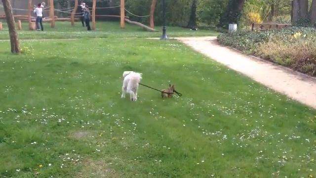 Tiny Dog Walks Big Dog,Смешное видео смотреть всем! смотреть онлайн
