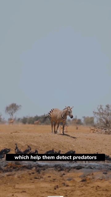 facts about Zebra part 1#zebra #shorts #facts смотреть онлайн