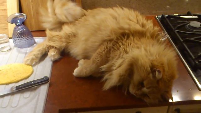 Кот выпил 2 капельки валерианки... смотреть онлайн