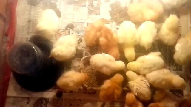 бройлерные цыплята 6 дней - broiler chickens 6 days смотреть онлайн