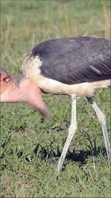 Marabou stork ugly or cute? смотреть онлайн