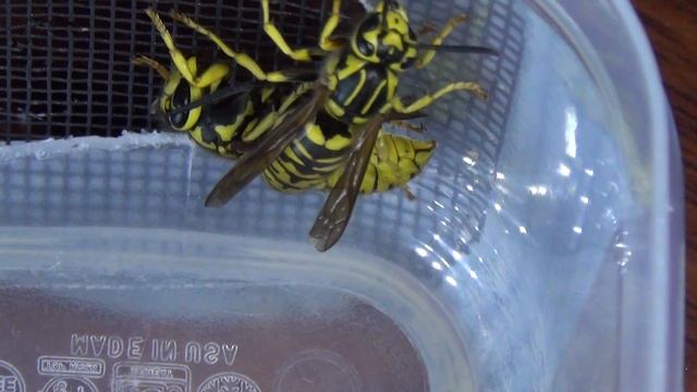 Vespula sulphurea And V. pensylvanica Queens смотреть онлайн