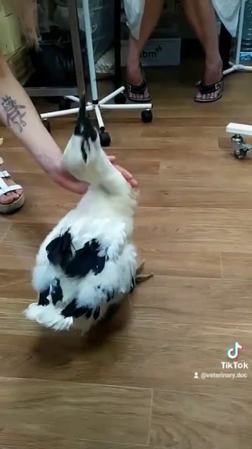 Птенец Белого аиста щелкает 🤗🤗🤗 смотреть онлайн