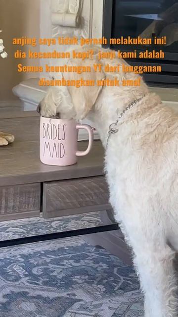 #doodles #doglover #dogs #dog #seedamontrek смотреть онлайн