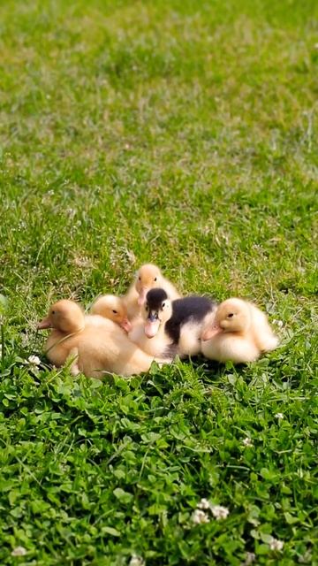 Plenty of ducklings following their mother duck 🦆 to see the world 🌍 #shorts смотреть онлайн