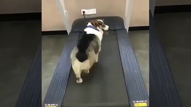 Приколы с животными 👉 Смешные собаки 👑 Юмор смотреть онлайн