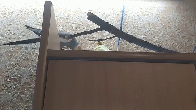 странные звуки... смотреть онлайн