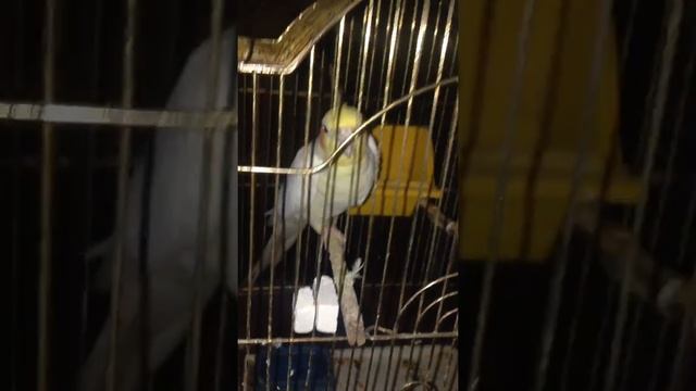 Korrela смотреть онлайн