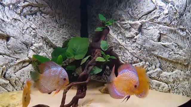 Discus Juwel Trigon 190 смотреть онлайн