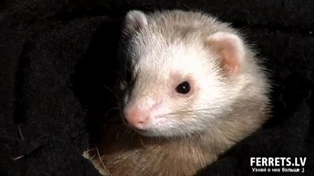 ferrets.lv - рай ;) смотреть онлайн
