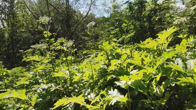 ФЕНО 29 июня 2020. Низина смотреть онлайн