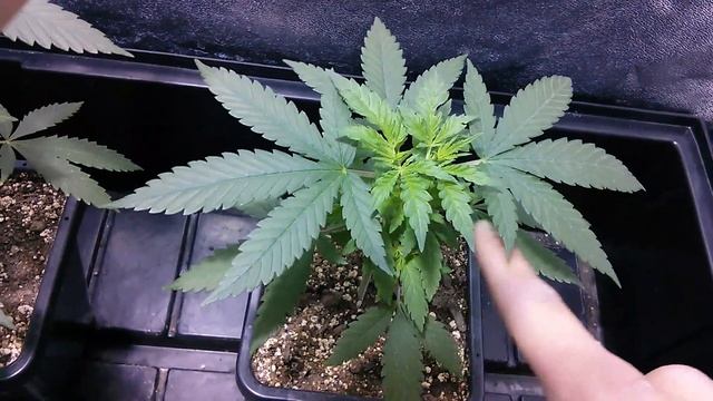 Connoisseur grow update 2 смотреть онлайн
