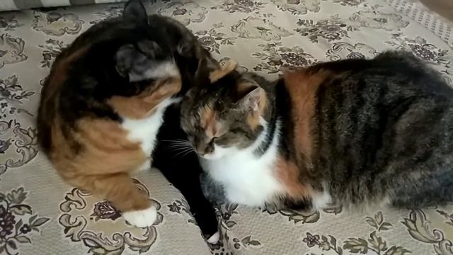 Кошачья благодарность смотреть онлайн
