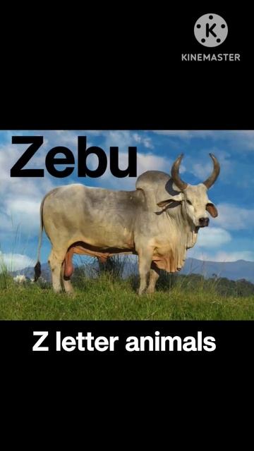 Z letter animals Names With Images!! Animals Names Start With Z !! Animals @sakala-multicolours. смотреть онлайн