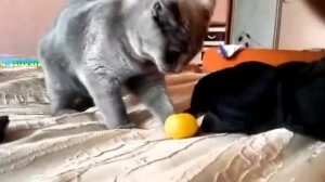 Моя кошка превратилась в собаку)#кошка