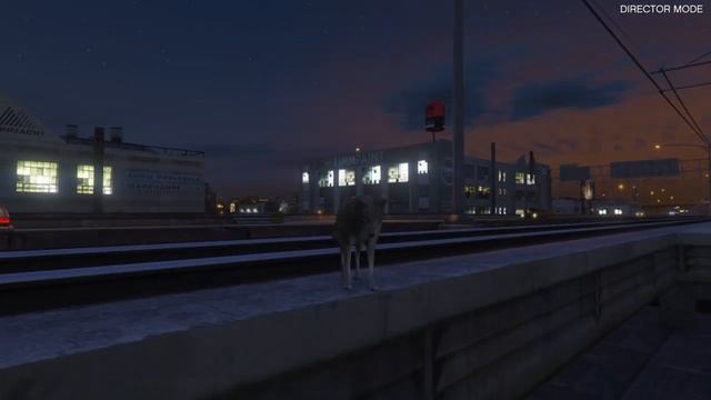 Funny coyote video (GTA 5) смотреть онлайн