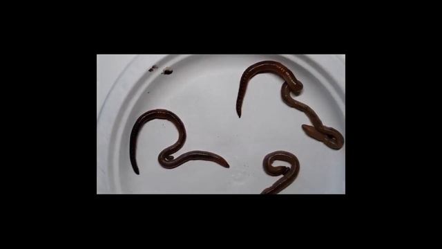 Встречайте новых друзей Севы - дождевых червяков! смотреть онлайн