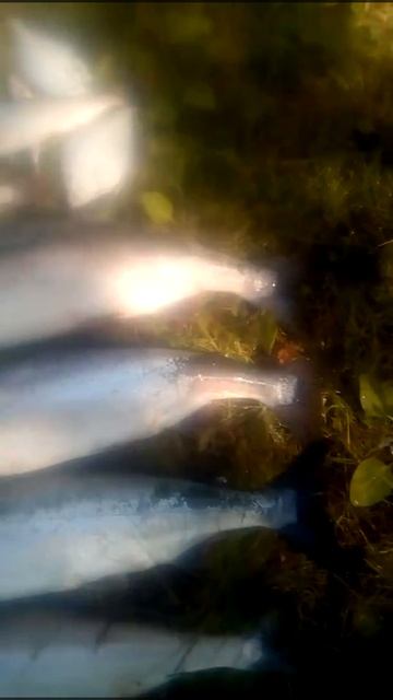БЕЛОЕ МОРЕ ЛОВИМ ГОРБУШУ НА СПИННИНГ И КАМБАЛУ НА ДОНКИ. смотреть онлайн