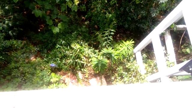 DATAI HUTAN VILLA смотреть онлайн