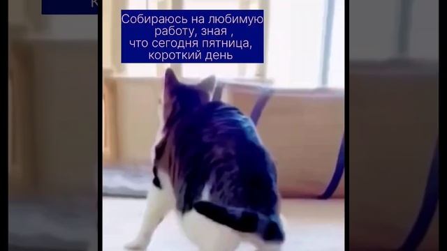 На работу #пятница #музыка #кошки смотреть онлайн