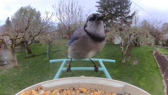Blue Jay Thrills at Netvue Smart Feeder: Backyard Spectacle! смотреть онлайн