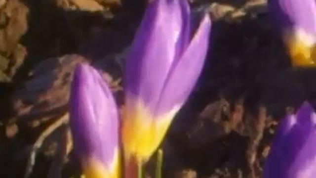 Crocus Tricolor.... #частный_ботаничес... смотреть онлайн