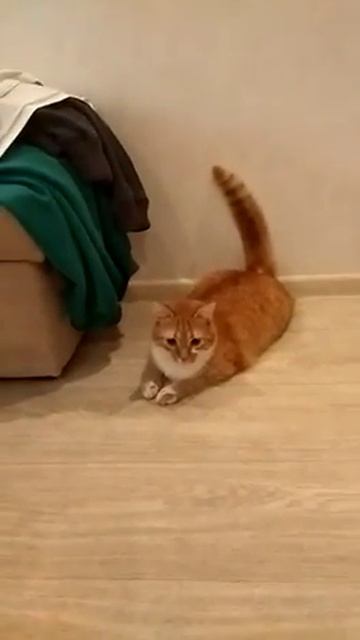 Дыбом шерсть, хвост трубой , на дороге у меня не стой! Если встречу тысячу чертей , разорву на тыся смотреть онлайн