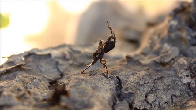 Ghost mantis L3 ( Phyllocrania paradoxa ) смотреть онлайн