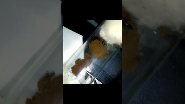 trap jaw ant смотреть онлайн