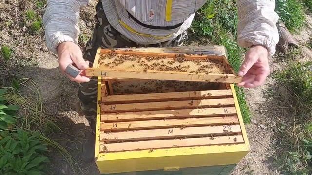 Пчёлы отстроили магазин вощины.5 апреля. смотреть онлайн